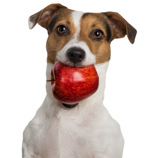 Tippy Taps de Manzana dulce snacks de...